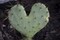 TX, Guadalupe Mountains NP Prickly-pear cactus by Don Paulson - Item # VARPDXUS44BJY0101